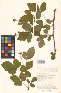 Rubus caesius L., Eastern Europe, Lower Volga region (E9) (Russia)