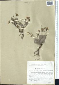 Astragalus falcigerus Popov, Middle Asia, Muyunkumy, Balkhash & Betpak-Dala (M9) (Kazakhstan)