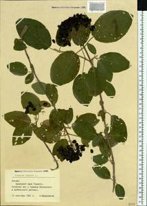 Viburnum lantana L., Eastern Europe, Latvia (E2b) (Latvia)