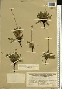 Taraxacum erythrospermum Andrz. ex Besser, Eastern Europe, Volga-Kama region (E7) (Russia)