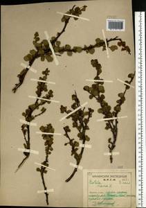 Betula nana L., Eastern Europe, Northern region (E1) (Russia)