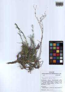 Gypsophila patrinii Ser., Siberia, Altai & Sayany Mountains (S2) (Russia)