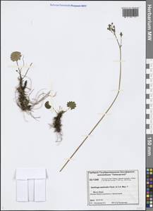 Micranthes nelsoniana subsp. aestivalis (Fisch. & C. A. Mey.) Elven & D. F. Murray, Siberia, Central Siberia (S3) (Russia)