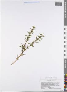 Genista germanica L., Eastern Europe, Central region (E4) (Russia)