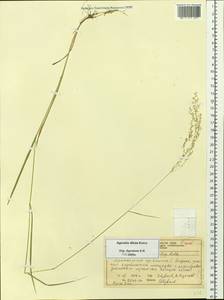 Agrostis stolonifera L., Siberia, Central Siberia (S3) (Russia)