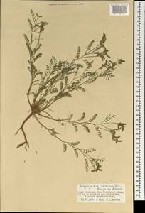 Astragalus variabilis Bunge ex Maxim., Mongolia (MONG) (Mongolia)