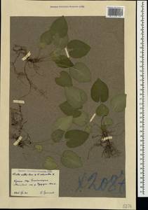 Viola alba × odorata, Crimea (KRYM) (Russia)
