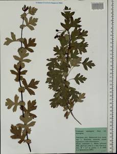 Crataegus monogyna Jacq., Eastern Europe, Central forest-and-steppe region (E6) (Russia)
