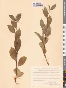 Salix pseudopentandra (Flod.) Flod., Siberia, Chukotka & Kamchatka (S7) (Russia)