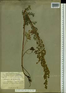 Artemisia laciniata Willd., Siberia, Western (Kazakhstan) Altai Mountains (S2a) (Kazakhstan)