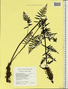 Pedicularis compacta Stephan ex Willd., Eastern Europe, Northern region (E1) (Russia)