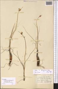 Allium dshungaricum Vved., Middle Asia, Muyunkumy, Balkhash & Betpak-Dala (M9) (Kazakhstan)