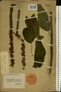 Verbascum nigrum L., Eastern Europe, Central forest-and-steppe region (E6) (Russia)