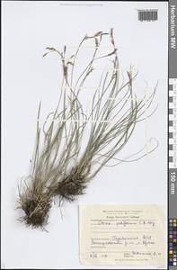 Carex pediformis C.A.Mey., Siberia, Baikal & Transbaikal region (S4) (Russia)