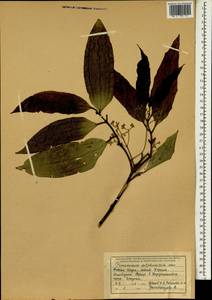 Cinnamomum sulphuratum Nees, South Asia, South Asia (Asia outside ex-Soviet states and Mongolia) (ASIA) (India)
