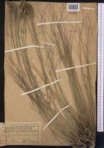 Gypsophila aulieatensis B. Fedtsch., Middle Asia, Western Tian Shan & Karatau (M3) (Kazakhstan)