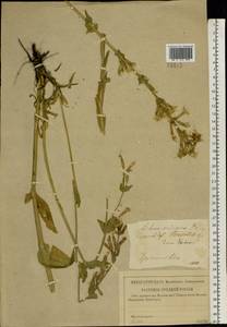 Silene viscosa (L.) Pers., Eastern Europe, Middle Volga region (E8) (Russia)