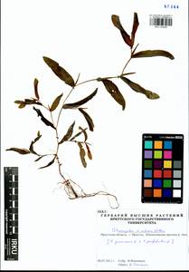 Potamogeton × nitens Weber, Siberia, Baikal & Transbaikal region (S4) (Russia)