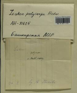 Amblystegium serpens (Hedw.) Schimp., Bryophytes, Bryophytes - South Urals (B14) (Russia)