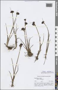 Juncus castaneus Sm., Siberia, Altai & Sayany Mountains (S2) (Russia)