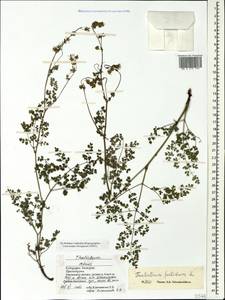 Thalictrum foetidum L., Caucasus, Stavropol Krai, Karachay-Cherkessia & Kabardino-Balkaria (K1b) (Russia)