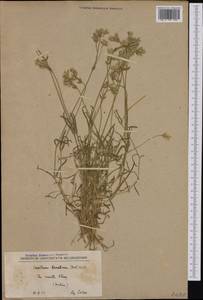 Cerastium alpinum L., Western Europe (EUR) (Serbia)