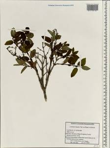 Lonicera hispida Pall. ex Roem. & Schult., South Asia, South Asia (Asia outside ex-Soviet states and Mongolia) (ASIA) (China)