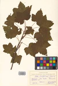 Ribes latifolium Jancz., Siberia, Russian Far East (S6) (Russia)