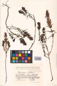MHA 0 161 314, Melampyrum arvense L., Eastern Europe, Central forest-and-steppe region (E6) (Russia)