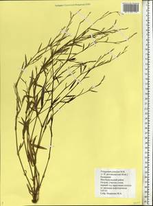 Polygonum patulum M.Bieb., Eastern Europe, Lower Volga region (E9) (Russia)