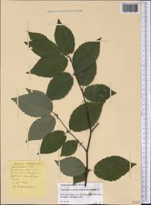 Betula alleghaniensis Britton, America (AMER) (United States)