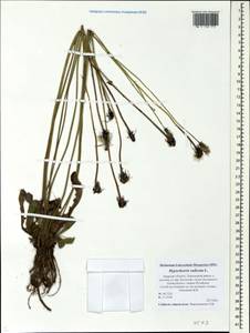 Hypochaeris radicata L., Eastern Europe, North-Western region (E2) (Russia)