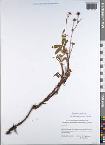 Comarum palustre L., Siberia, Yakutia (S5) (Russia)