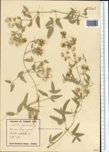 Clematis orientalis L., Middle Asia, Syr-Darian deserts & Kyzylkum (M7) (Uzbekistan)