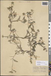 Cousinia tenella Fisch. & C. A. Mey., Middle Asia, Karakum (M6) (Turkmenistan)