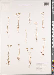 Valerianella pontica Lipsky, Caucasus, Black Sea Shore (from Novorossiysk to Adler) (K3) (Russia)