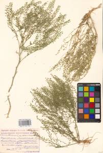 Lepidium ruderale L., Eastern Europe, Lower Volga region (E9) (Russia)