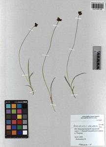 KUZ 008 290, Carex orbicularis Boott, Siberia, Altai & Sayany Mountains (S2) (Russia)