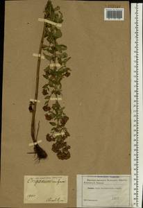 Origanum vulgare L., Eastern Europe, South Ukrainian region (E12) (Ukraine)