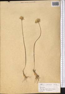 Allium inderiense Fisch. ex Bunge, Middle Asia, Western Tian Shan & Karatau (M3) (Kazakhstan)