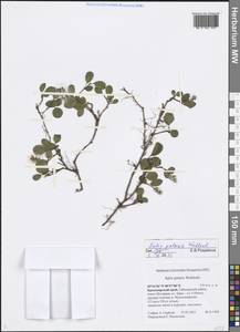 Salix polaris Wahlenb., Siberia, Central Siberia (S3) (Russia)