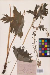 Aconitum septentrionale Koelle, Eastern Europe, Northern region (E1) (Russia)