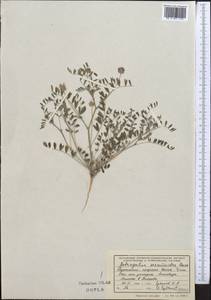 Astragalus sesamoides Boiss., Middle Asia, Kopet Dag, Badkhyz, Small & Great Balkhan (M1) (Turkmenistan)