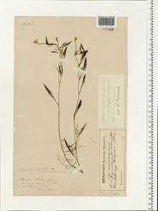 Ranunculus trichophyllus Chaix, Eastern Europe, North-Western region (E2) (Russia)