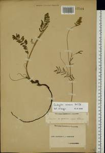 Onobrychis arenaria (Kit.)DC., Eastern Europe, Middle Volga region (E8) (Russia)