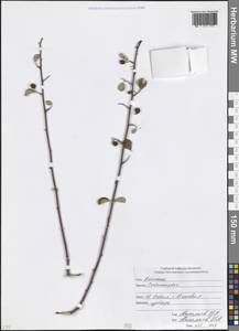 Cotoneaster, Caucasus, South Ossetia (K4b) (South Ossetia)