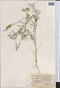 Onobrychis pulchella Schrenk, Middle Asia, Pamir & Pamiro-Alai (M2) (Uzbekistan)