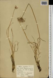 Allium angulosum L., Eastern Europe, Eastern region (E10) (Russia)