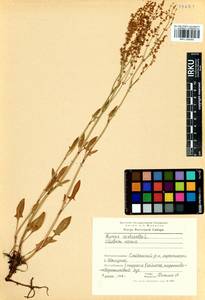 Rumex acetosella L., Siberia, Baikal & Transbaikal region (S4) (Russia)