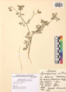 Orlaya daucoides (L.) Greuter, Eastern Europe, Central region (E4) (Russia)